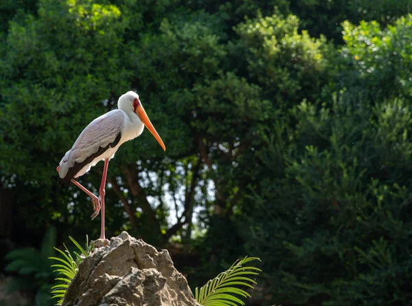 Heron on a stone — Stock Photo, Image