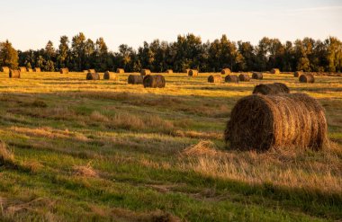 Saman yığınları halinde toplandı. Çiftçilik. Hasat..