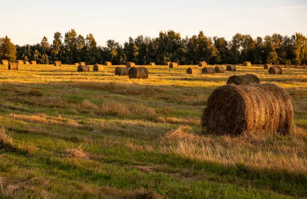 Saman yığınları halinde toplandı. Çiftçilik. Hasat..