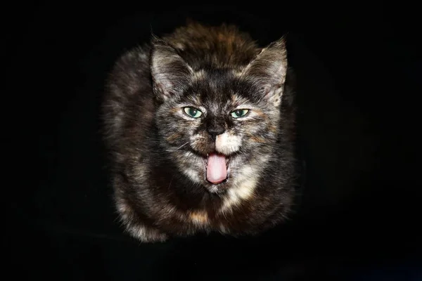 Funny Domestic Green Eyed Multi Colored Cat Shows Tongue Black — Stock Photo, Image