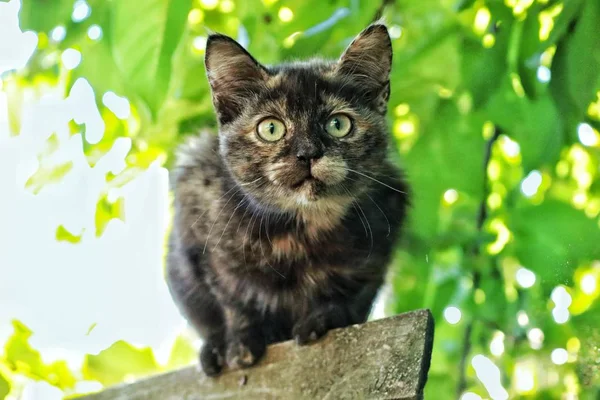 緑の葉を背景にした面白い猫は — ストック写真