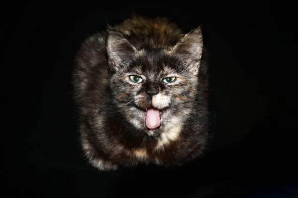 Funny domestic green-eyed multi-colored cat shows tongue on a black background — Stock Photo, Image
