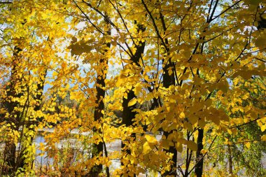 Sonbaharda parlak sarı ağaç yaprakları
