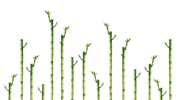 Grupo de jovens ramos de bambu no fundo branco — Fotografia de Stock