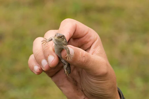 Bir adam elinde kuyruğunu kıstırmış bir kertenkele tutuyor.