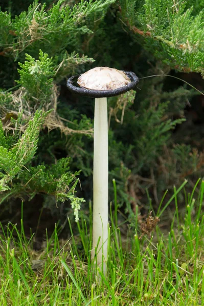 White Dung Mushroom Grows Tree — Stock Photo, Image