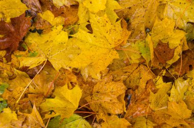 Islak, sararmış, çürüyen yapraklar yerde yatıyor.