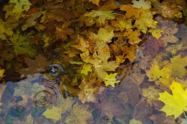 Suyun altındaki yapraklar fıskiyenin dibinde yatıyor.