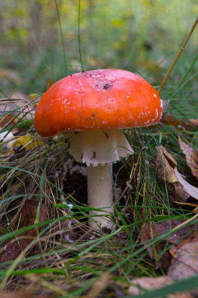 Yalnız mantarlar sonbaharda çimenlerde yetişir.