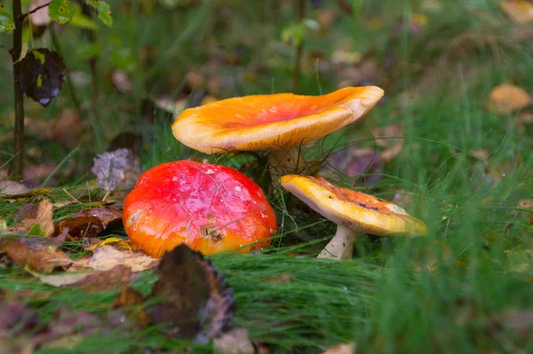 Sonbaharda çimenlerde iki russula ve bir mantar yetişir.