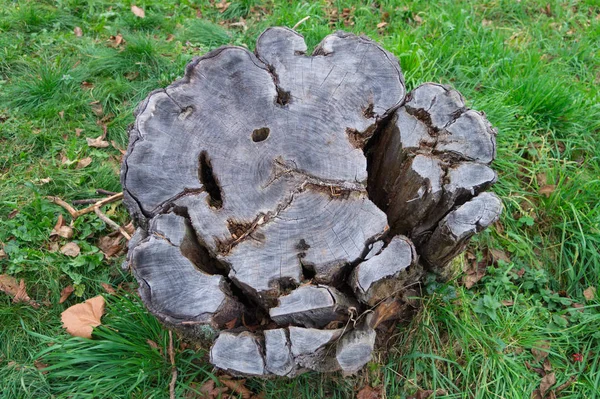 Yeşil çimenli arka planda kurumuş yaşlı ağaç kütüğü