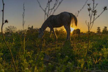Caballo pastando en la puesta de sol, Caballo de carga de Pueblo