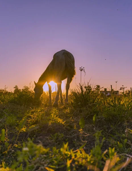 Caballo Pastando Puesta Sol Caballo Carga Pueblo — Stockfoto