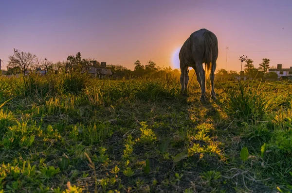 Caballo Pastando Puesta Sol Caballo Carga Pueblo — стоковое фото