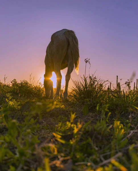 Caballo Pastando Puesta Sol Caballo Carga Pueblo — стоковое фото