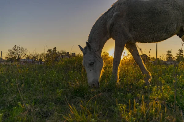 Caballo Pastando Puesta Sol Caballo Carga Pueblo — стоковое фото