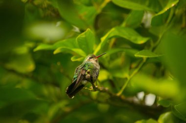 Yeşil ağaçta bir kuş.