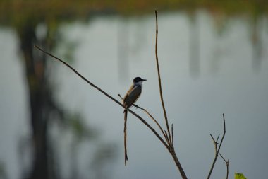 Ağaç dalındaki kuş