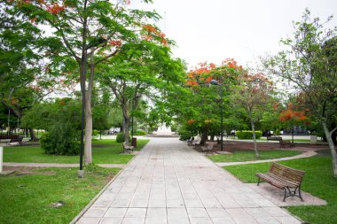 Ağaçları ve yeşil otları olan güzel bir park.
