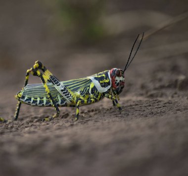 Yeşil yapraklı çekirgenin yakın görüntüsü