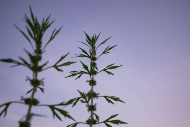 bir bitkinin yeşil yaprakları