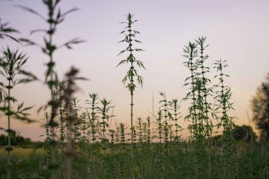 Ağacı olan güzel bir manzara