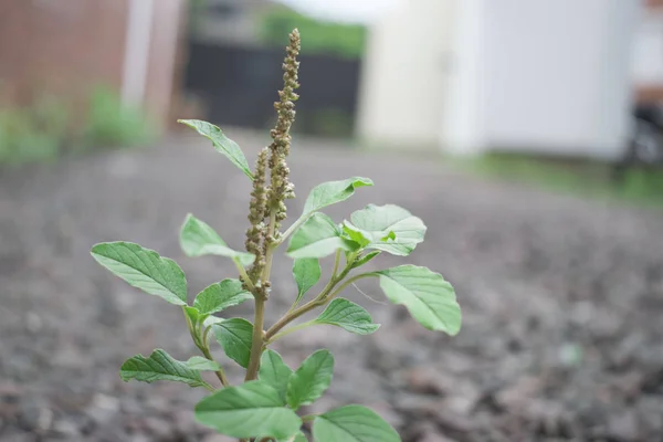 small plant in garden on the floor