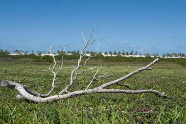 Kumulların yakınındaki nemli tarlalarda kuru ağaç dalları ve Mangue Seco Sahili, Bahia, Brezilya