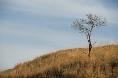 Da Lat, Vietnam 'ın kırsal kesimlerinde tepede yapraksız ağaç var.