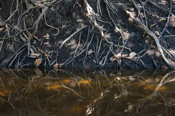 Baumwurzeln Boden Flussufer Von Pantanal Brasilien Feuchtgebiete Mato Grosso Sul — Stockfoto