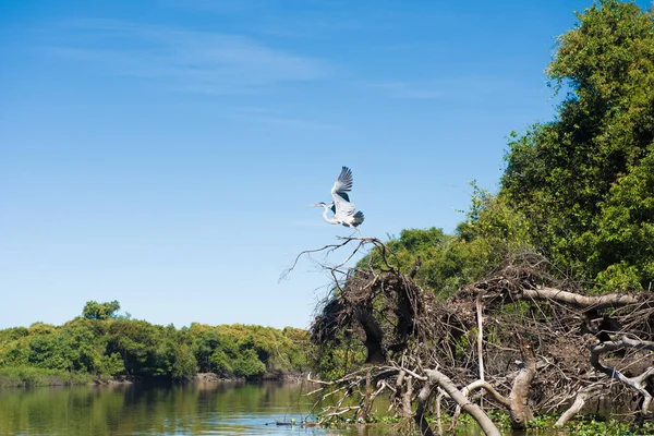 Cicogna Maguari Maguari Decollata Pantanal Paludi Brasiliane Aquidauana Mato Grosso — Foto Stock