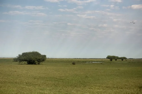 三只小鸟在巴西Pantanal 的田野上空飞翔 晨空中闪烁着美丽的神光 — 图库照片