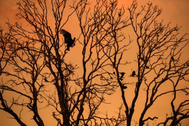 Brezilya 'nın Tocantins eyaletindeki Jalapao Ulusal Parkı' nda günbatımında yapraksız ağaç dalına düşen bir kuşun silüeti.