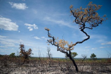 Mateiros, Tocantins, Brezilya: Jalapao Ulusal Parkı arazilerinde kuraklıktan yanmış ağaç ve güneşli bir günde arka planda büyük bir dağ