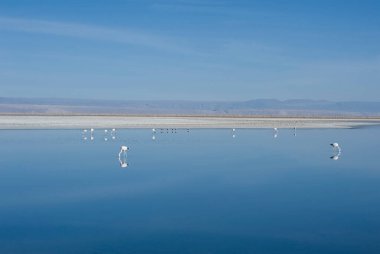 San Pedro de Atacama, Antofagasta, Şili - Kasım 01, 2012: Atacama Çölü 'ndeki devasa Cejar Gölü' nde (Laguna Cejar) flamingolar