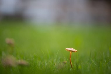 tek marasmius oreades viski kaporta peri yüzük mantar yeşil