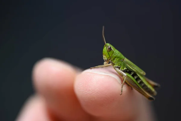 Small Green Baby Grasshopper Suborder Caelifera Sitting Finger — Stock Photo, Image