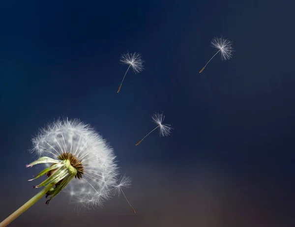 Dandelion Blowball Flower Flying Umbrella Seeds Blue Background — Stock Photo, Image