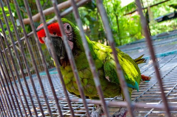 Parakeet Dentro Una Gabbia — Foto Stock