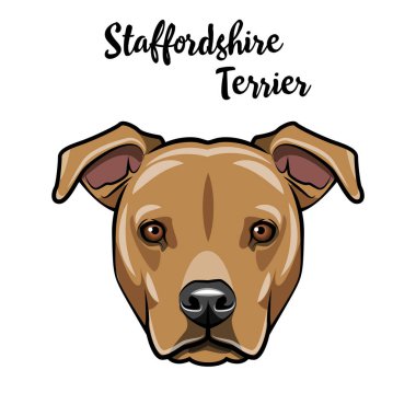 Staffordshire Terrier dog head. Staffordshire Terrier portrait. Vector. clipart