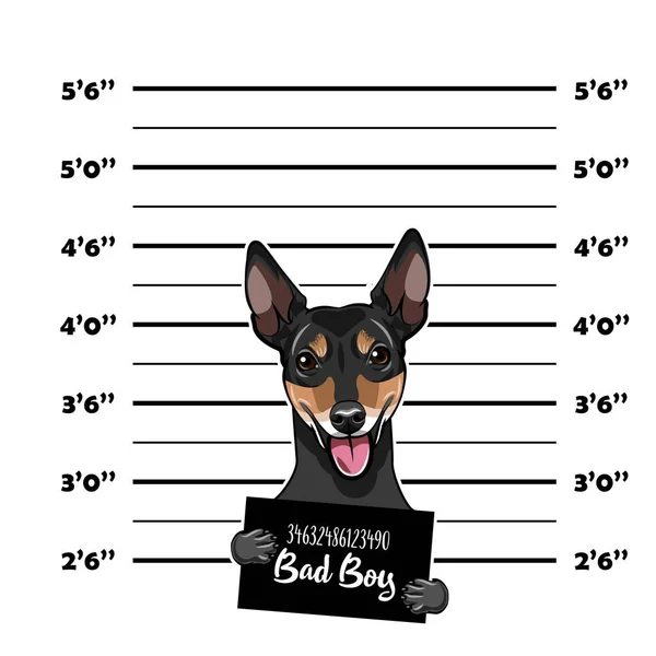 Rosyjski Toy Terrier karnego. Policji transparent. Aresztowania zdjęcie. Policji, afisz, policji zdjęcie (mugshot), spisu. Departament Policji transparent. Toy Terrier sprawcy. Wektor. — Wektor stockowy