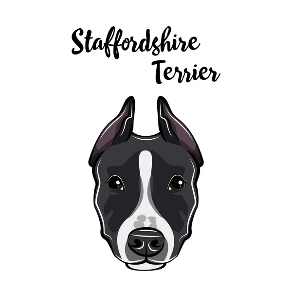 Retrato de Staffordshire Terrier. Cabeza de perro. La raza Staffordshire Terrier. Vector . — Vector de stock
