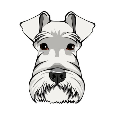 Schnauzer köpek portre. Beyaz schnauzer kafa. Köpek suratı, namlu. Şirin evde beslenen hayvan. Vektör.
