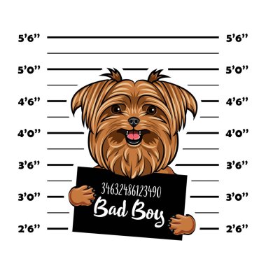 Yorkshire korkunç kötü çocuk. Köpek hapishane. Polis mugshot arka plan. Yorkshire terrier suçlu. Tutuklama fotoğraf. Vektör.