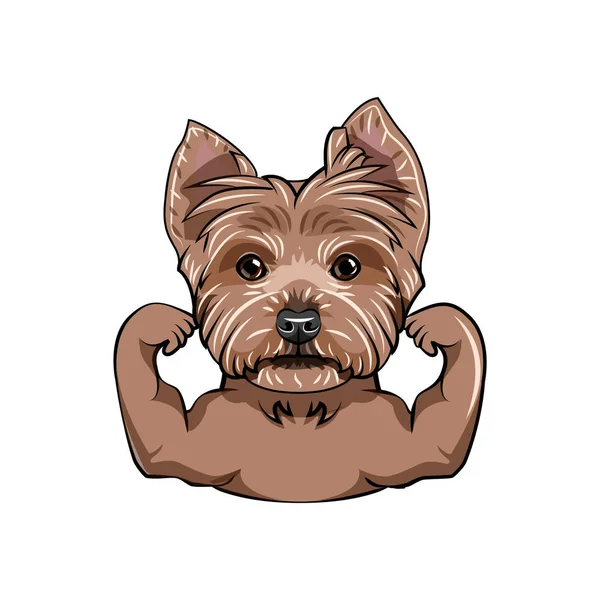 Yorkshire terrier köpek. Kas. Sportif köpek portre. Yorkshire terrier portre. Vektör. — Stok Vektör