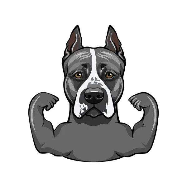 Perro terrier de Staffordshire. Músculos. Perro fuerte deportivo. La raza Staffordshire Terrier. Vector . — Archivo Imágenes Vectoriales