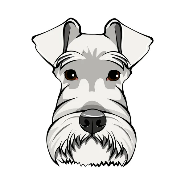 Retrato de perro Schnauzer. Cabeza de schnauzer blanco. Cara de perro, bozal. Linda mascota. Vector . — Vector de stock