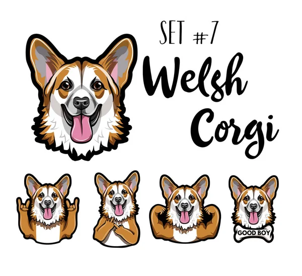 Cão galês Corgi preparado. gesto chifres, dedo médio, músculos, osso. Cabeça de corgi, cara, focinho. Retrato de corgi galês. Vetor . — Vetor de Stock