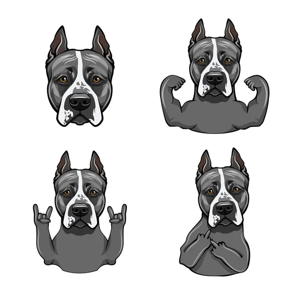Amerikan Staffordshire Terrier. Rock jest, kaslar, kafa, boynuzları, orta parmak. Hareket kümesini. Şirin köpek. Vektör.