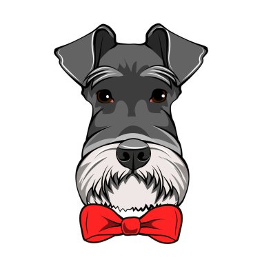 Schnauzer köpek portre. Dekoratif kırmızı yay. Köpekler aksesuar. Vektör.